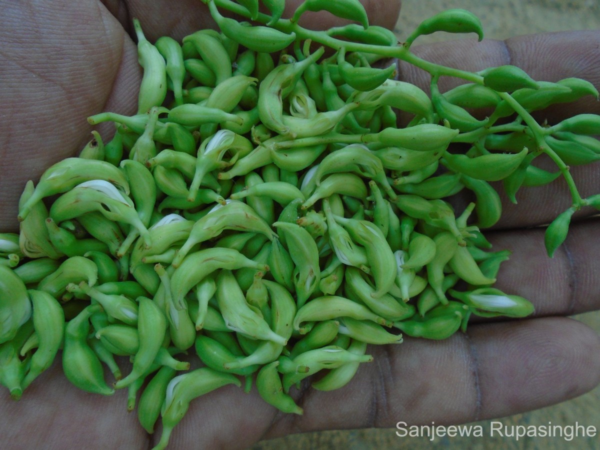 Bauhinia racemosa Lam.